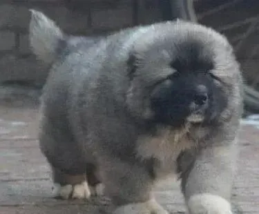 高加索犬|高加索犬乱吃东西，都拉稀了怎么办