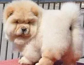 松狮犬|松狮犬美容时主人最好全程陪伴它