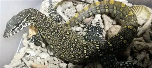 平原巨蜥多大 平原巨蜥最大1米2的身长 | 平原巨蜥