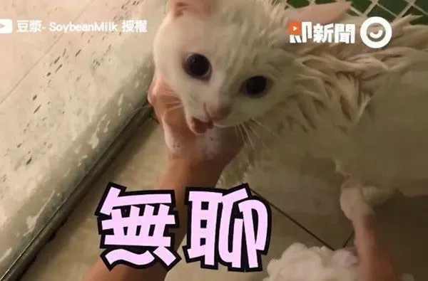 猫界女神豆浆不小心让身体沾上屎味 被奴才抓洗澡 | 猫