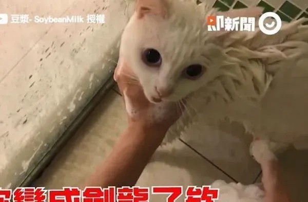 猫界女神豆浆不小心让身体沾上屎味 被奴才抓洗澡 | 猫