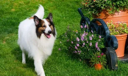 怎么看苏格兰牧羊犬 看苏格兰牧羊犬的方法 | 苏格兰牧羊犬