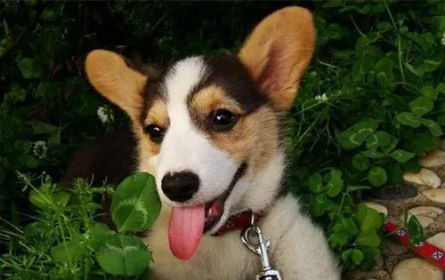幼犬营养不良怎么办 犬最需要的六种营养 | 狗