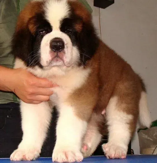 圣伯纳犬|请问各位怎样给圣伯纳犬拔耳毛