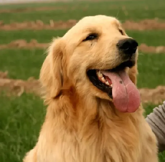 金毛|如何应对金毛犬乱咬的习惯