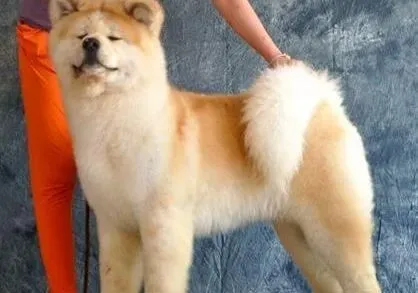 秋田犬|医疗护理 秋田犬怀孕期间应该如何护理