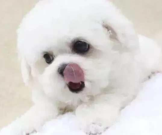 比熊犬|为什么在比熊犬脖子上打完疫苗后出现硬块