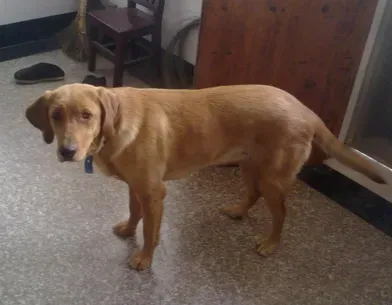 指示犬怎么养 注意有规律的喂养 | 指示犬