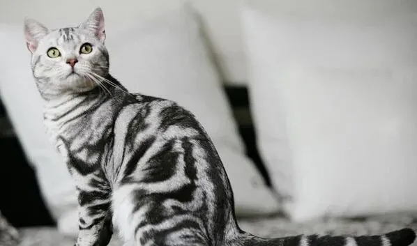 虎斑猫能长多大 美短温和适合家中饲养 | 虎斑猫