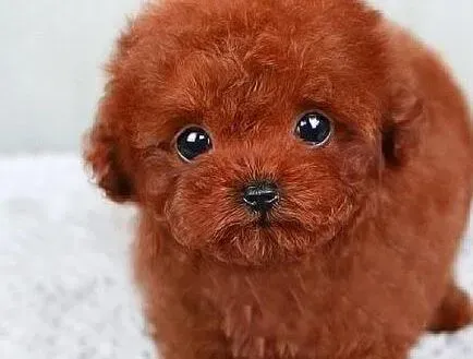 泰迪犬|给泰迪犬吃肉干的利与弊