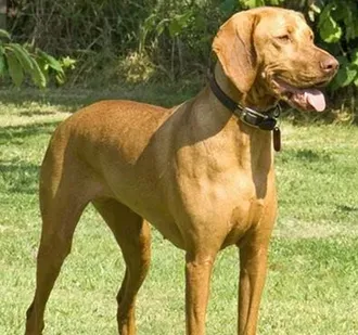 维兹拉犬的形态特征 这种犬的举止很优雅 | 维兹拉犬