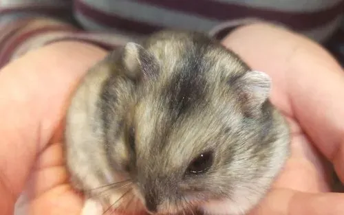 仓鼠拉肚子是什么原因 天气或者饮食上导致的 | 仓鼠