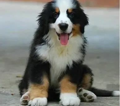 伯恩山犬|伯恩山犬寄养前的准备及注意事项