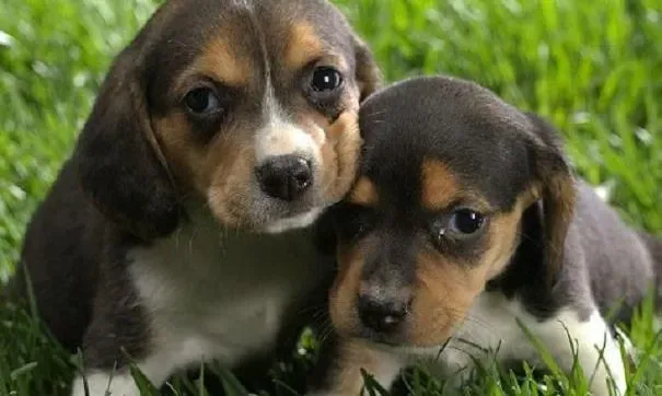 比格犬|养比格犬须知 比格犬日常健康检测