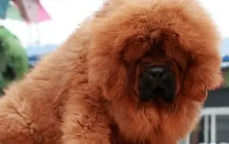藏獒|护理藏獒幼犬 预防出现“犬窝咳”的疾病