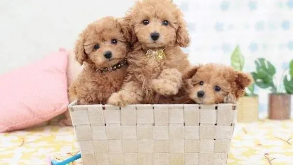 贵宾犬|如何解决贵宾犬毛发干枯粗糙发质不好的问题