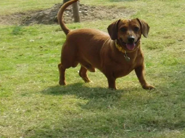 腊肠犬|给腊肠犬挑选狗粮期间需要注意七个要点