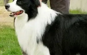 边境牧羊犬|边境牧羊犬身上有白色皮屑和红斑是怎么了