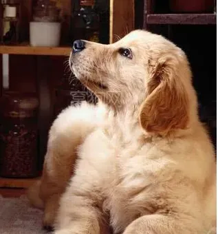 辨别金毛寻回犬好坏 金毛犬的头颅有两个特点 | 金毛寻回犬