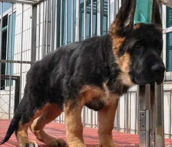 德国牧羊犬|德国牧羊犬这几天总吐，不吃不喝是怎么了