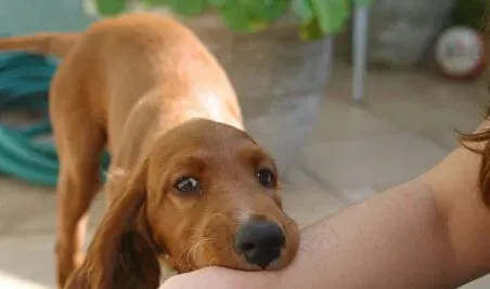 狂犬病的症状 伤口有疼痛或各种异样感觉 | 狂犬病
