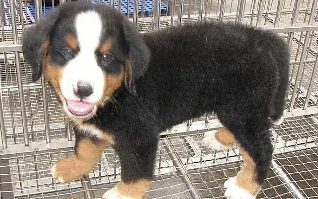 伯恩山犬|伯恩山犬呼吸道感染如何是好