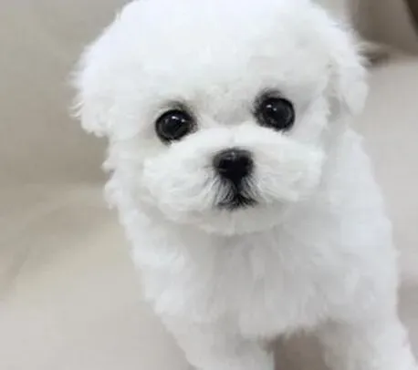 比熊犬|春天护理比熊犬的几个要点工作