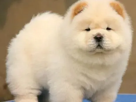 松狮犬|如何恢复松狮犬绝对服从命令的风采