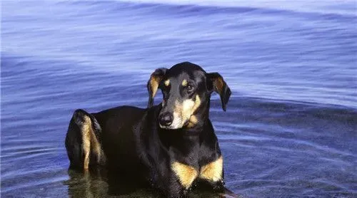 杜宾狗可以做绝育吗 绝育可以避免子宫蓄脓 | 杜宾犬