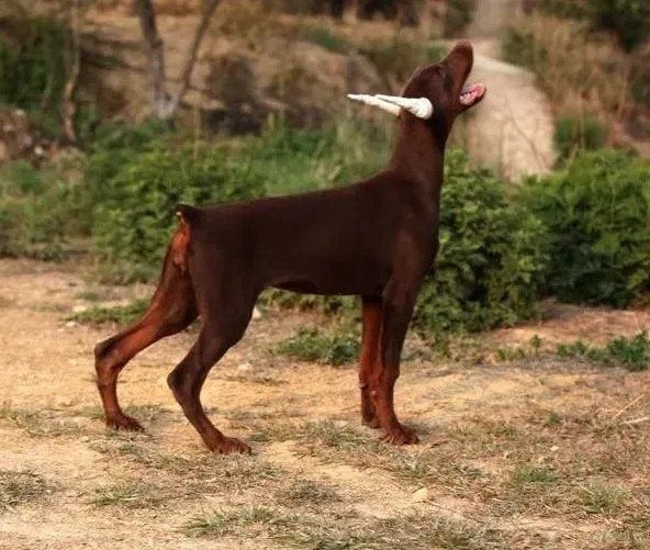 杜宾犬|杜宾犬到处乱拉，不知道要怎么办