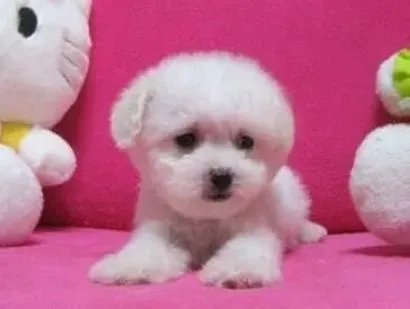 比熊犬|秋季必备帖 怎样应对比熊犬闹肚子的现象