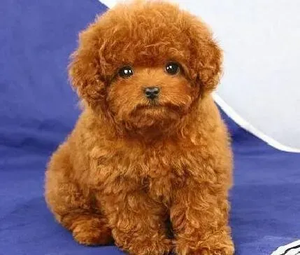 泰迪犬|泰迪犬怀孕已经一个多月了应如何护理它