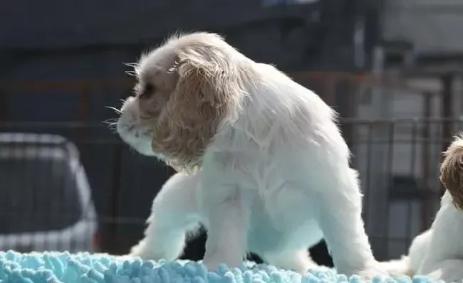可卡犬|可卡犬出现脱毛的原因有哪些 求答案
