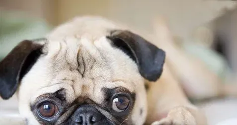 犬螨病 多发于冬季常见于卫生条件很差的犬 | 狗