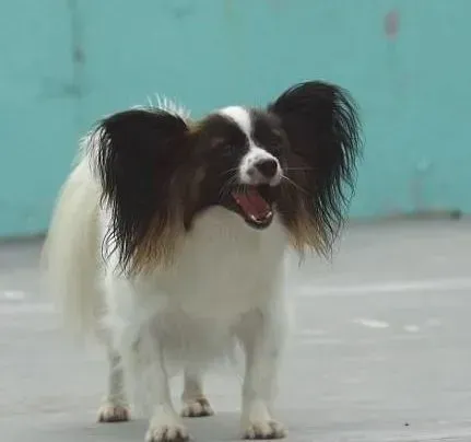蝴蝶犬|高温天气轻松帮助蝴蝶远离中暑情况