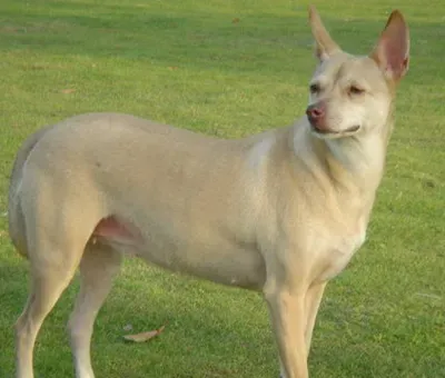  法老王猎犬的日常护理 注意保持卫生  | 法老王猎犬