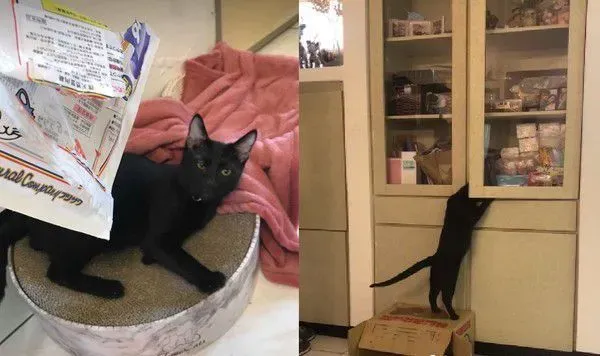 黑猫自己开柜子找寻罐罐痕迹 咦?罐罐在哪咧 | 猫