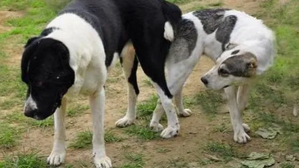 中亚牧羊犬|中亚牧羊犬吃甜食有哪些影响