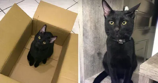 黑猫自己开柜子找寻罐罐痕迹 咦?罐罐在哪咧 | 猫