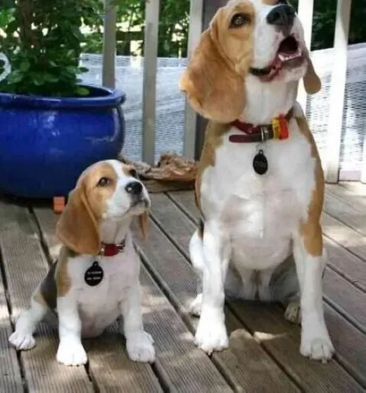 比格犬|食物调理 怎样让比格犬健康又美丽