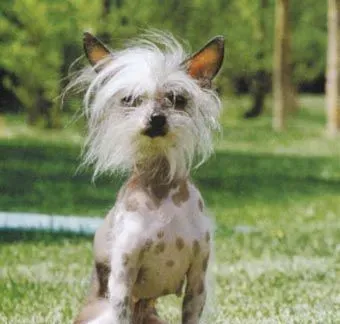 冠毛犬的寿命 平均寿命在14年左右 | 冠毛犬
