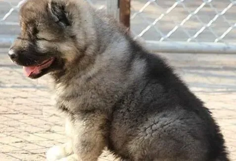 高加索犬|高加索犬这几天为什么不吃狗粮