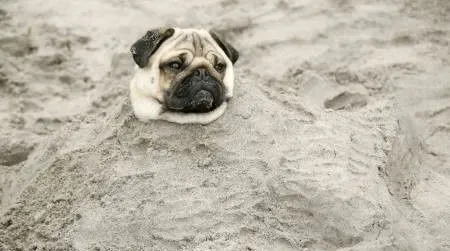 巴哥犬吃什么狗粮 散装狗粮吃不得 | 巴哥犬