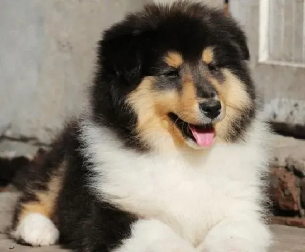 喜乐蒂|阻止喜乐蒂犬乱咬行为的相关方法