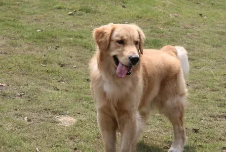 辨别金毛寻回犬好坏 金毛犬的头颅有两个特点 | 金毛寻回犬