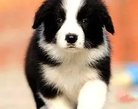 边境牧羊犬|怀孕期间的边境牧羊犬可以吃苹果吗