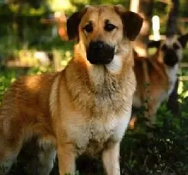 奇努克犬如何训练 要从幼犬开始训练 | 奇努克犬