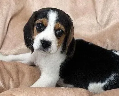 比格犬|比格犬维生素D缺乏症的相关知识