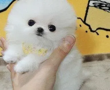 博美犬|博美犬最近什么都不吃是什么毛病