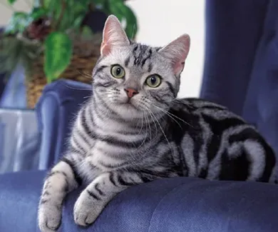 美国短毛猫的形态特征 体格较强健 | 美国短毛猫